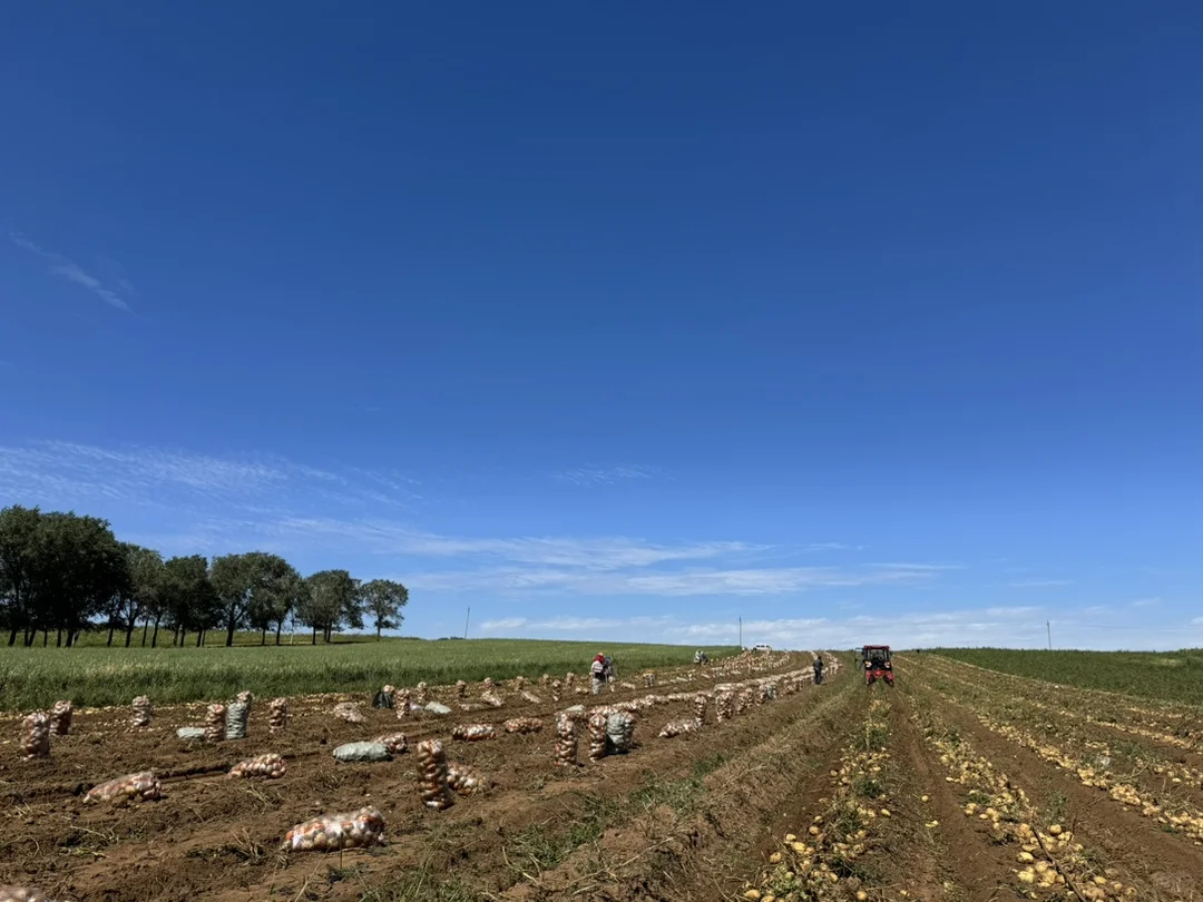 土豆也有天花板，你相信吗