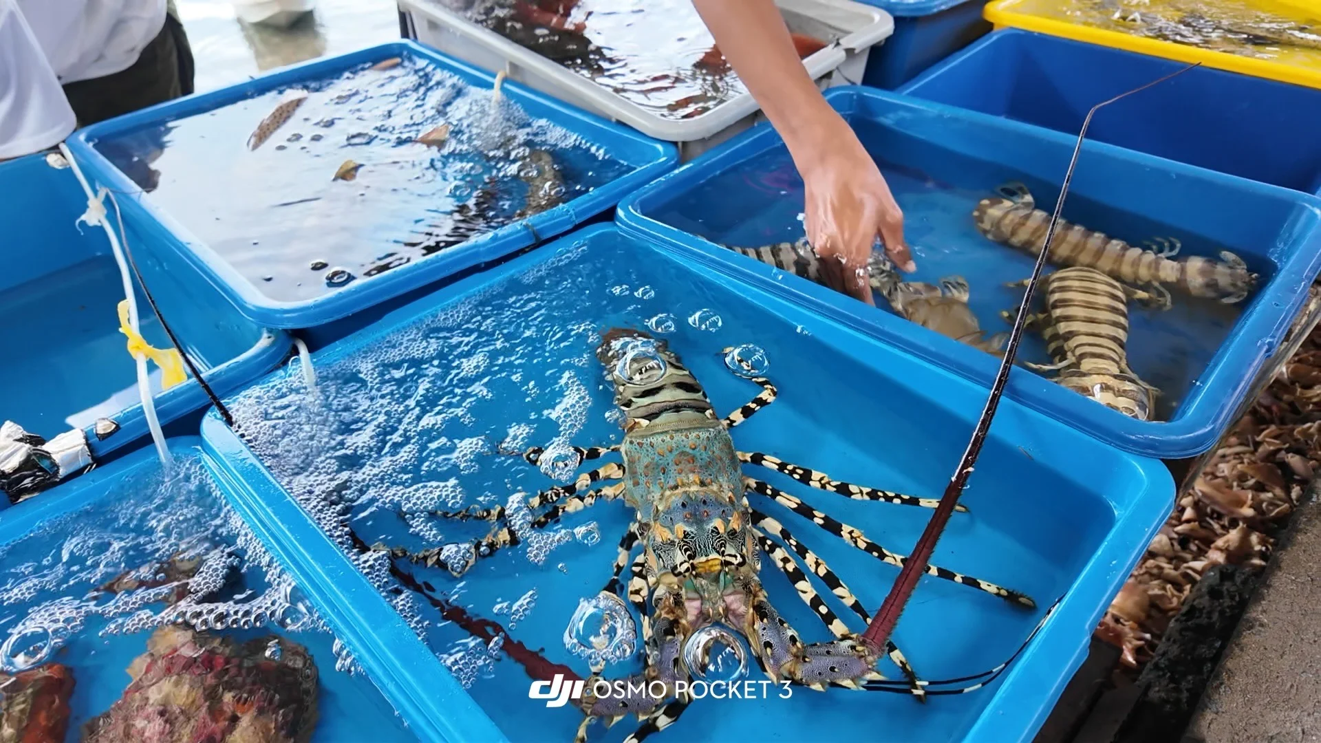 仙本那海鲜市场避坑攻略?2025最新价+砍价