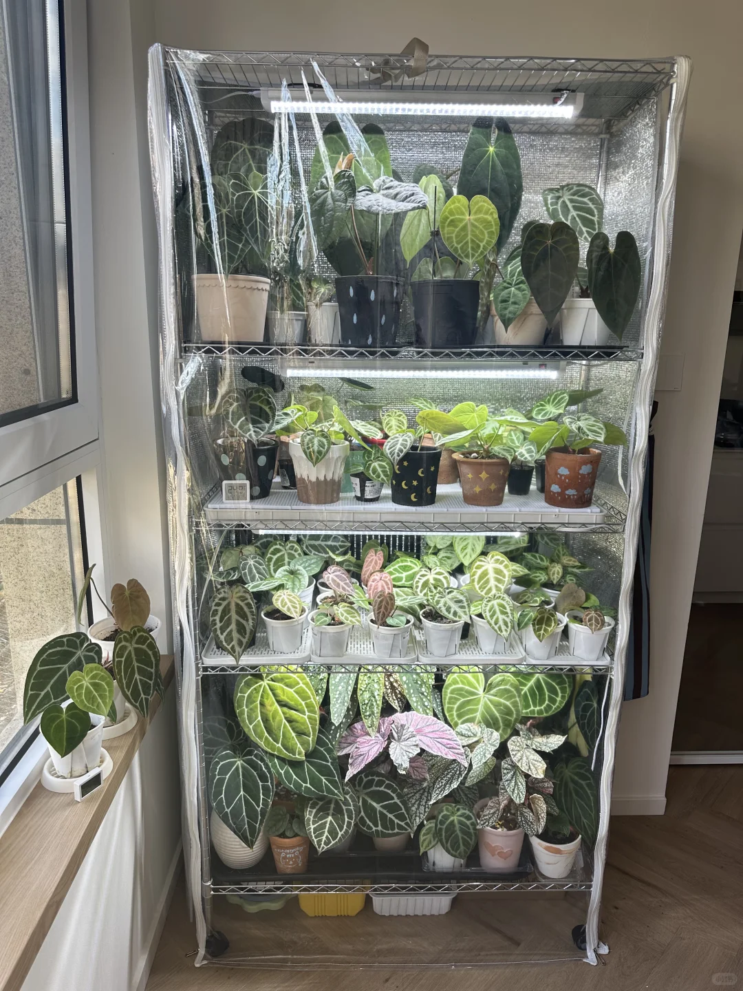 上海花烛过冬（抠搜版