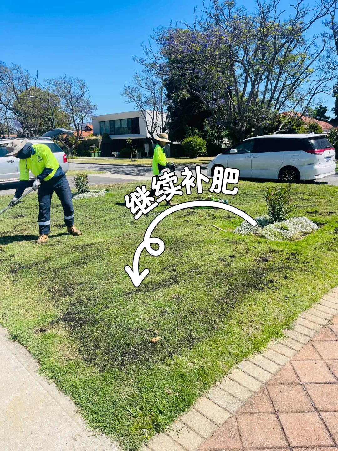 珀斯富人区草坪修复记录|三周救回来了!
