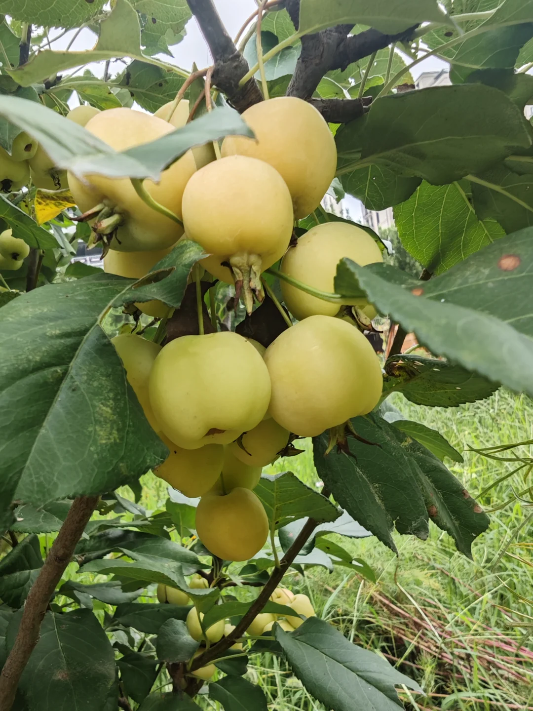 人间烟火气?田园风光美好又治愈?