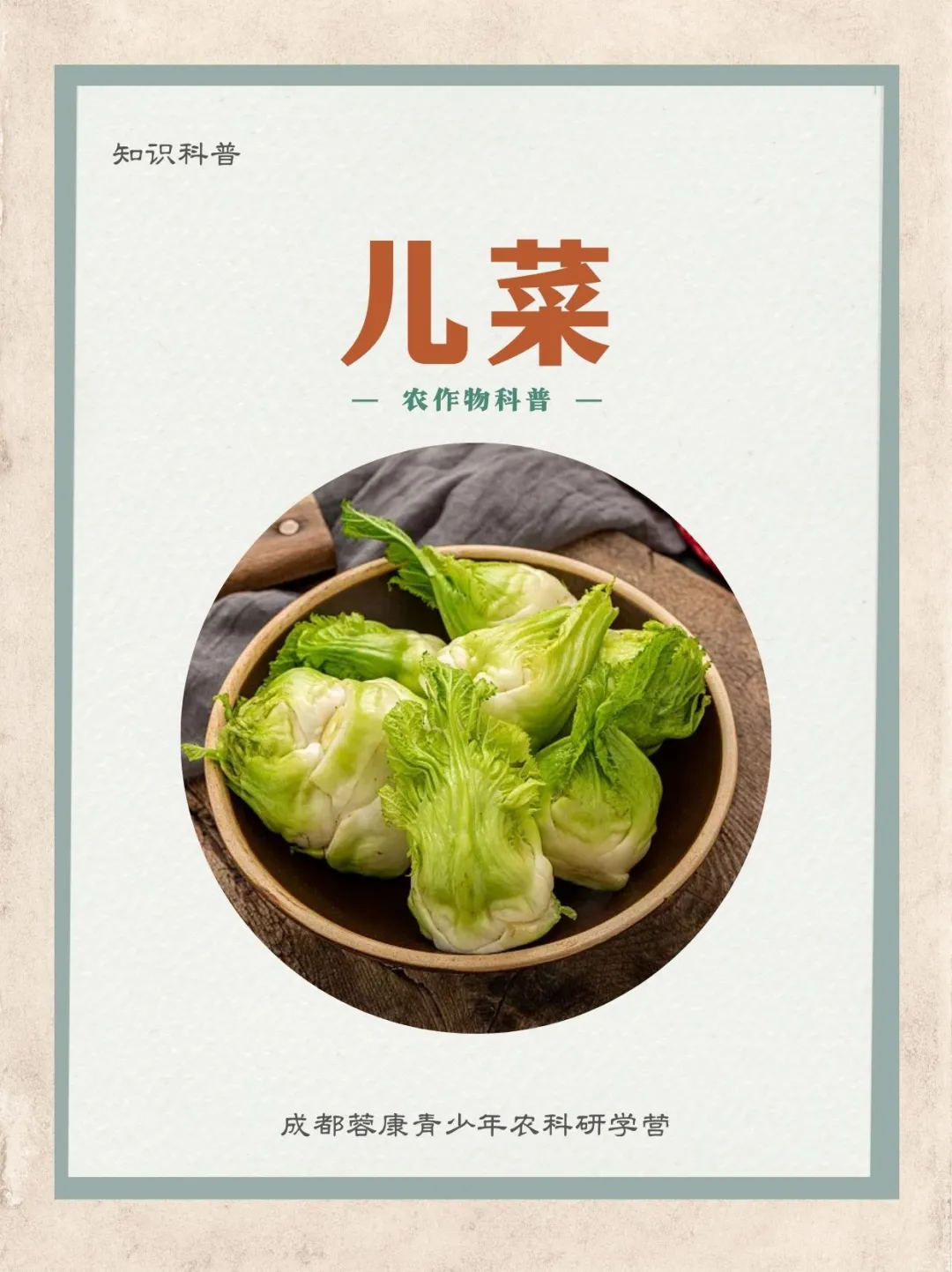 ［知识科普］儿菜