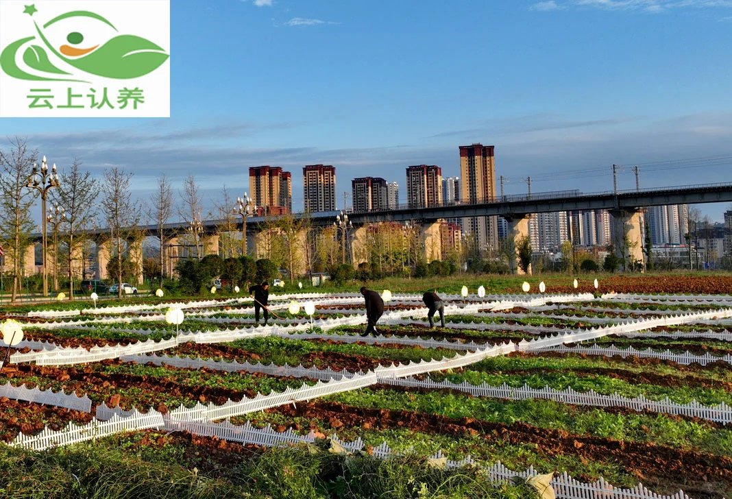 云上认养—可视化认养新模式：实现农业认养