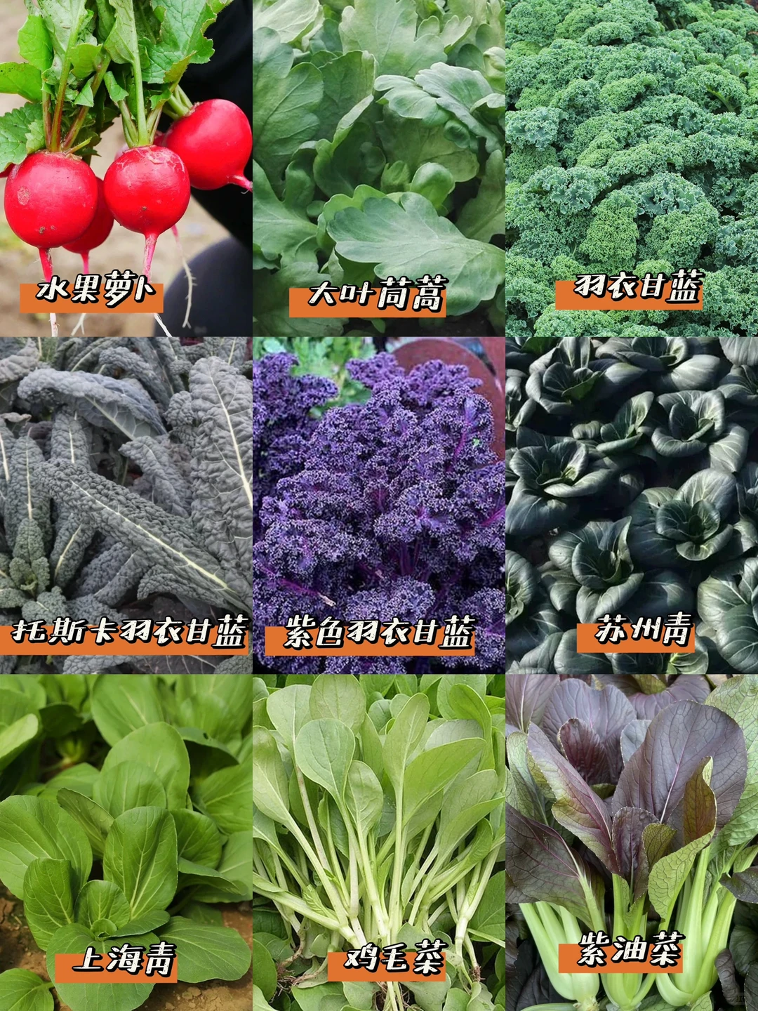 我秋播的一些耐寒蔬菜品种??