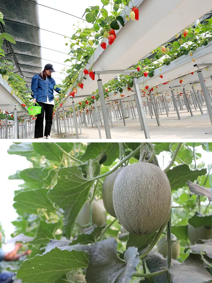 打破传统农产品销售痛点，探索销售新模式