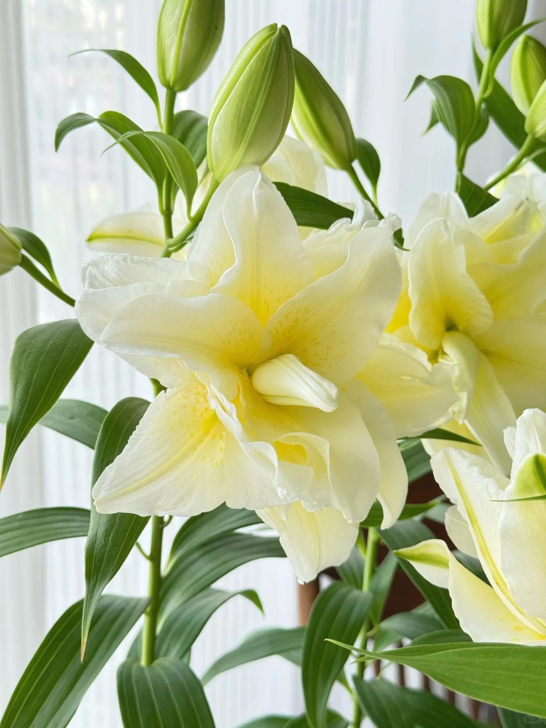 顶着38度高温开花的百合