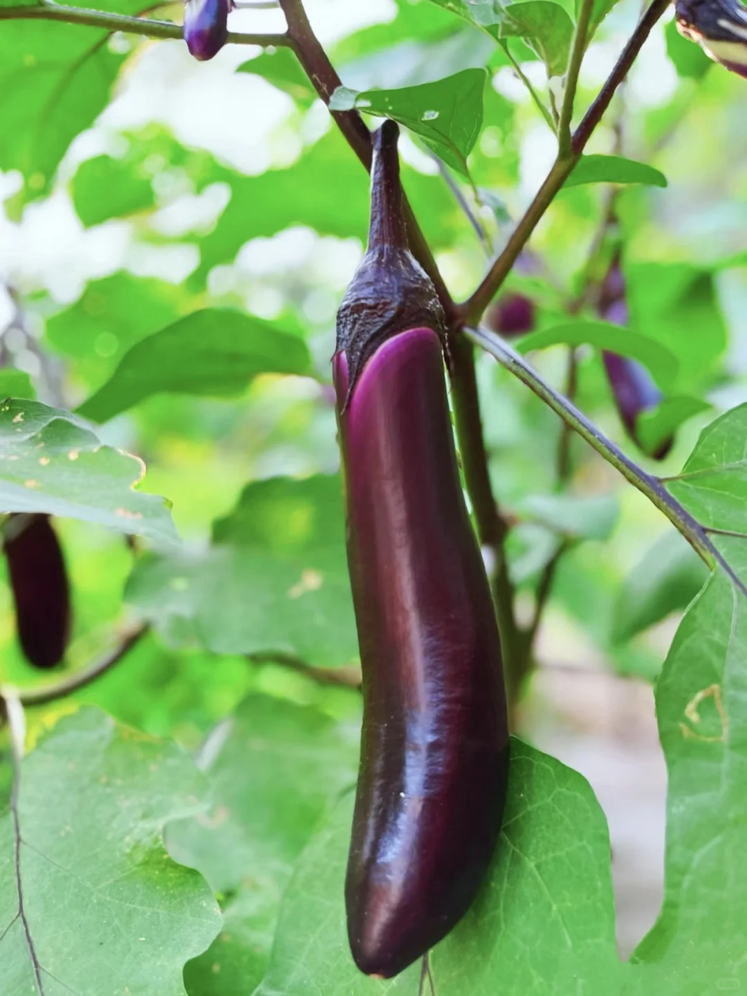 人间烟火气?田园风光美好又治愈?