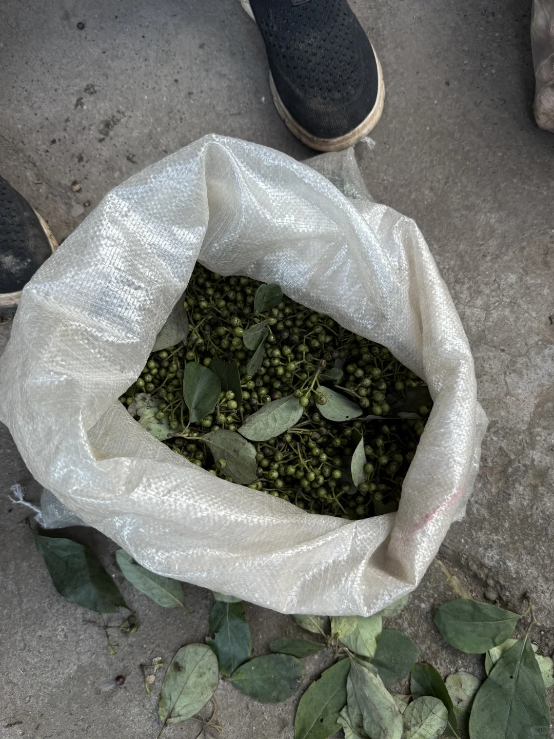 “靠山吃山：大山里这个季节吃啥…..”