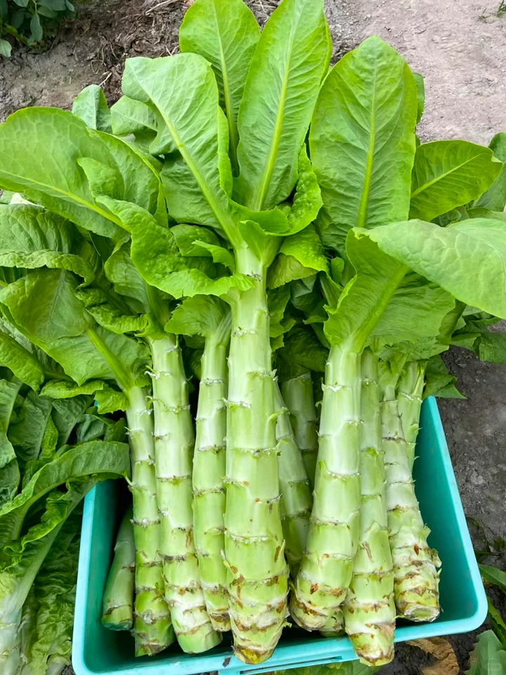 【莴笋种植日记：从绿意萌动到餐桌上的清新】