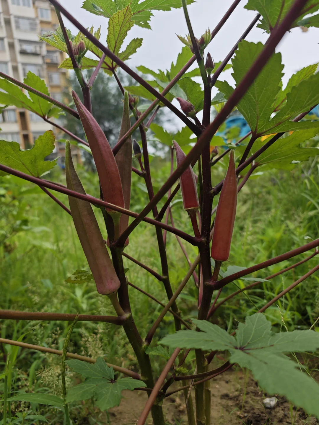 人间烟火气?田园风光美好又治愈?