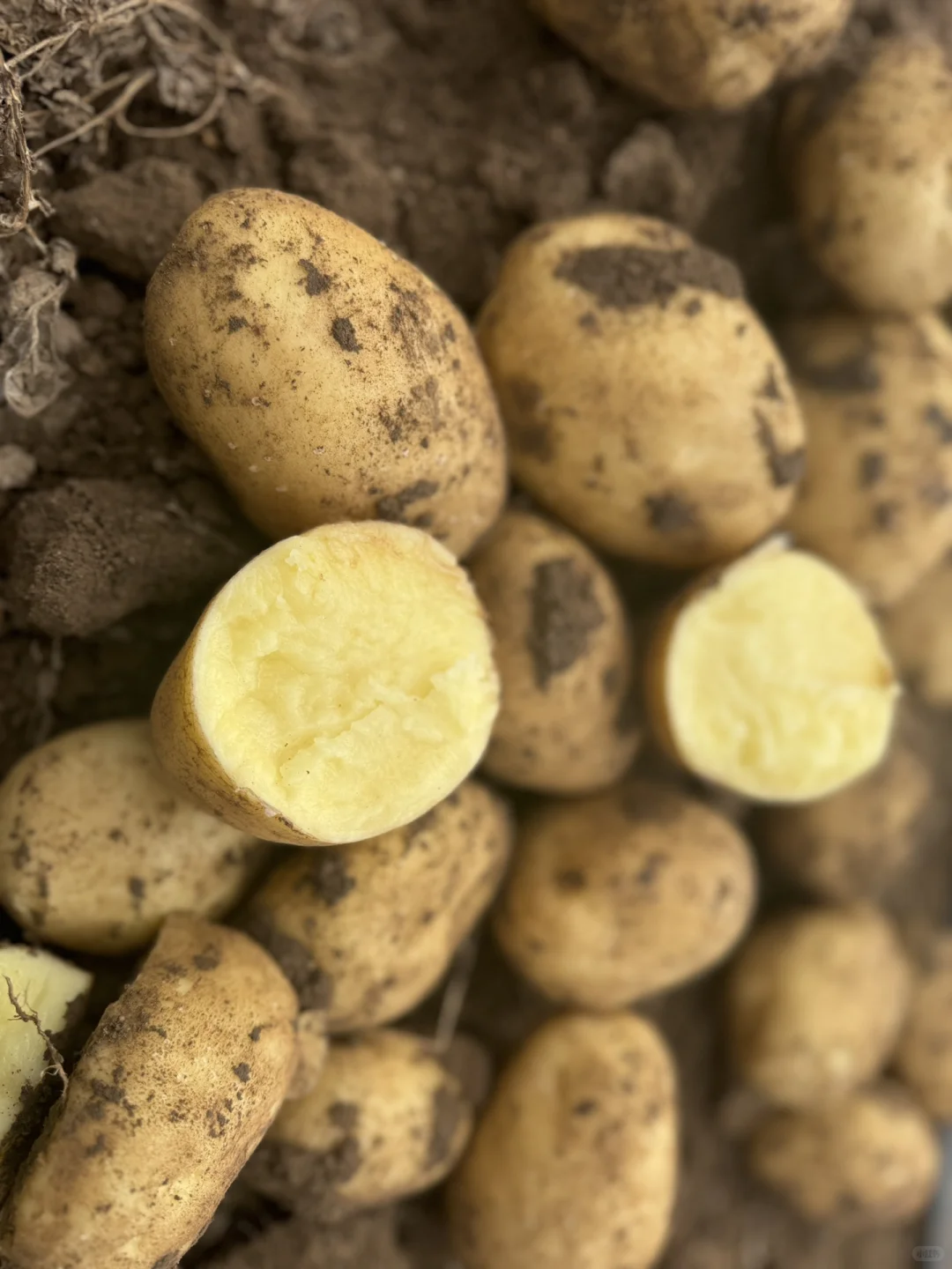 土豆也有天花板，你相信吗