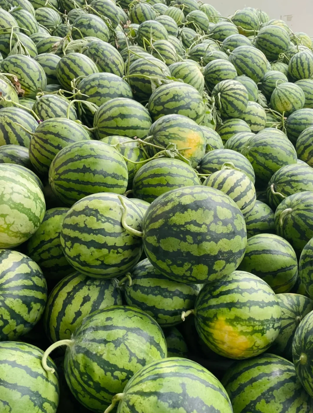 新鲜食材来啦、上海全境送货上门