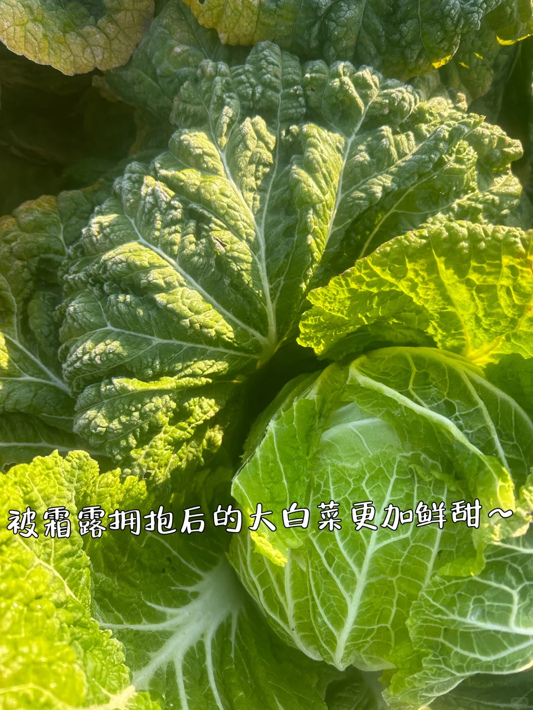 自家种的有机大白菜，留一部分给?吃