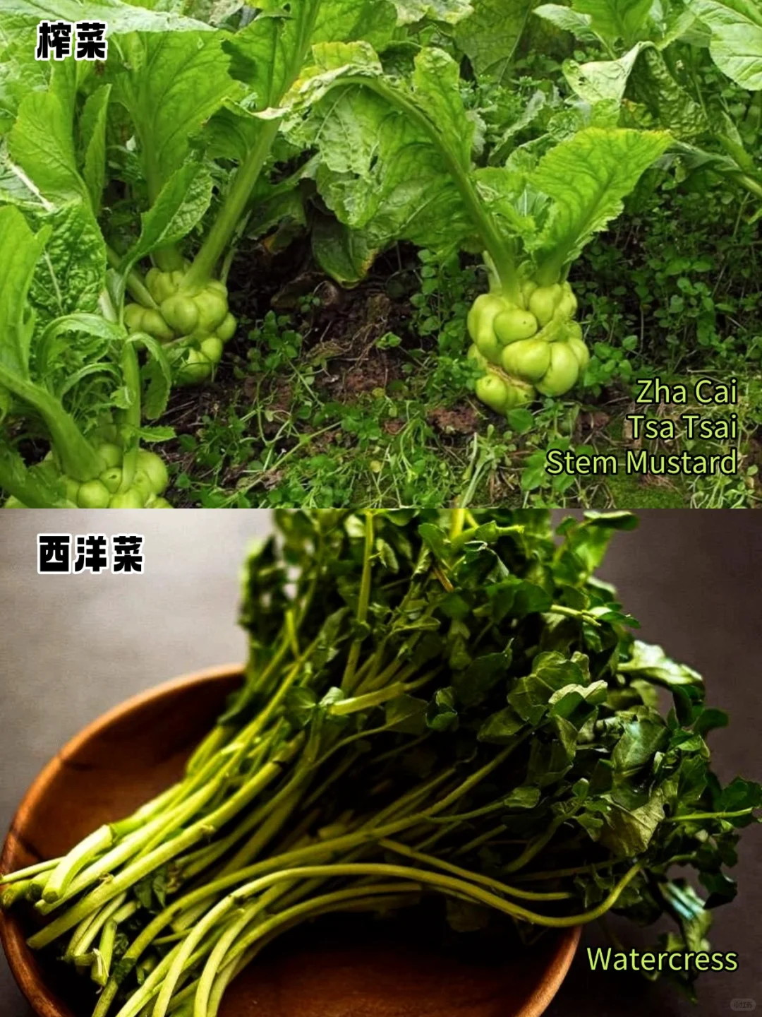 加拿大常见蔬菜中英文对照?叶菜篇