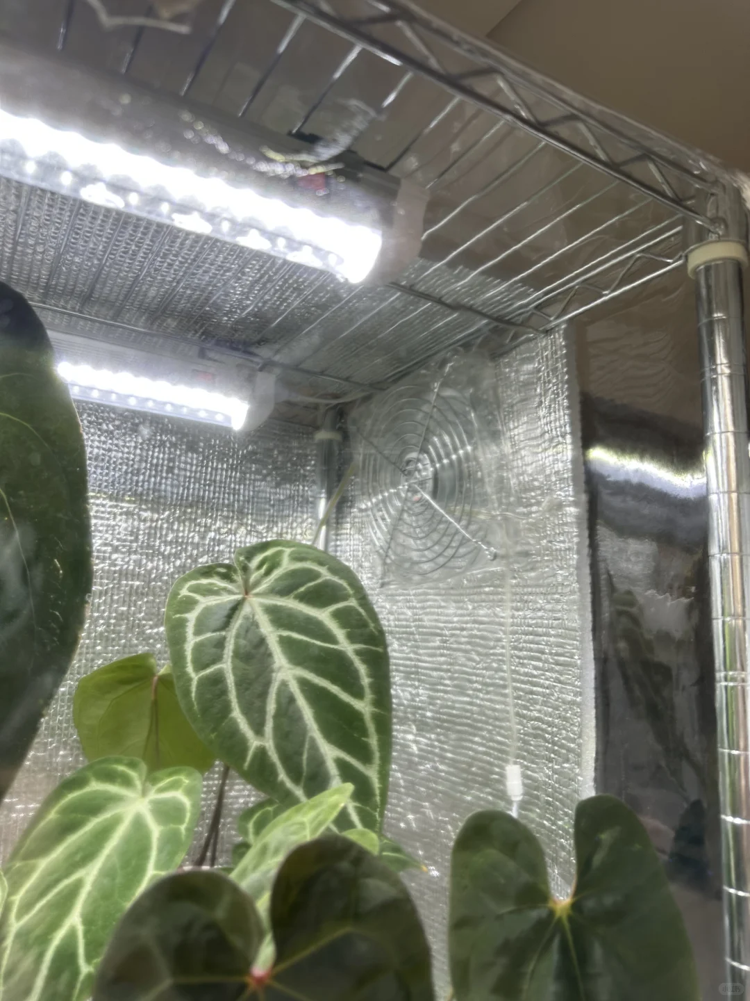 上海花烛过冬（抠搜版