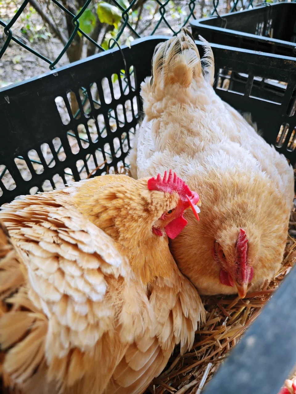 吃?鸡农场，一场美味与欢乐的邂逅?