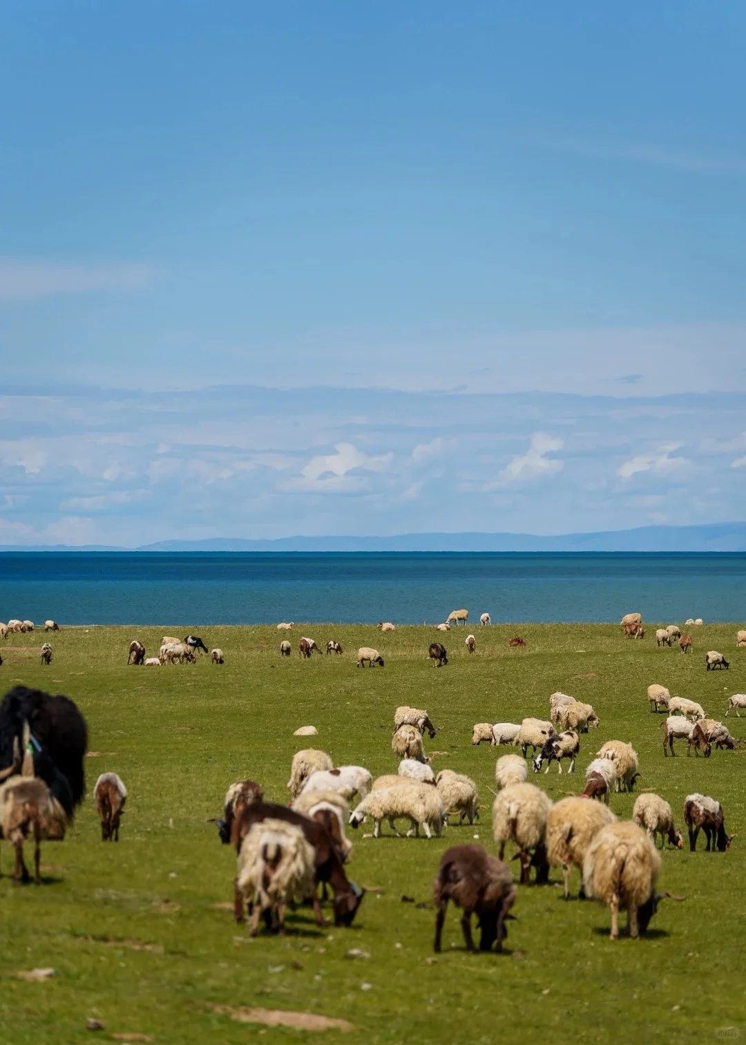 一家在云端养羊的公司，今天正式入驻啦！