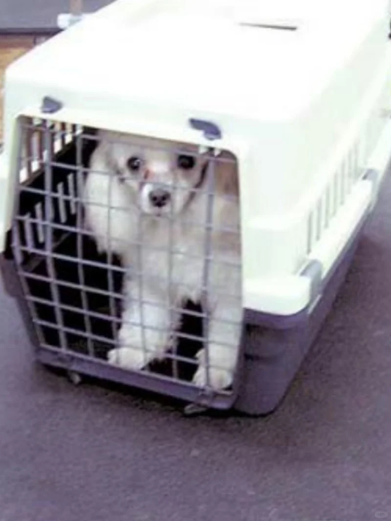 吕梁正规宠物托运-宠物猫狗运输