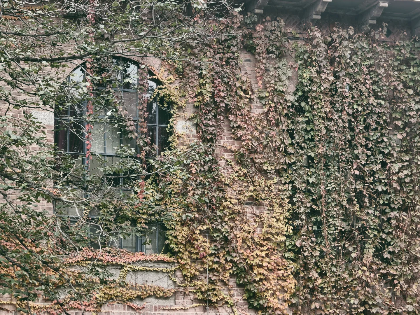 漫卷·象牙塔：清华大学 | 图书馆