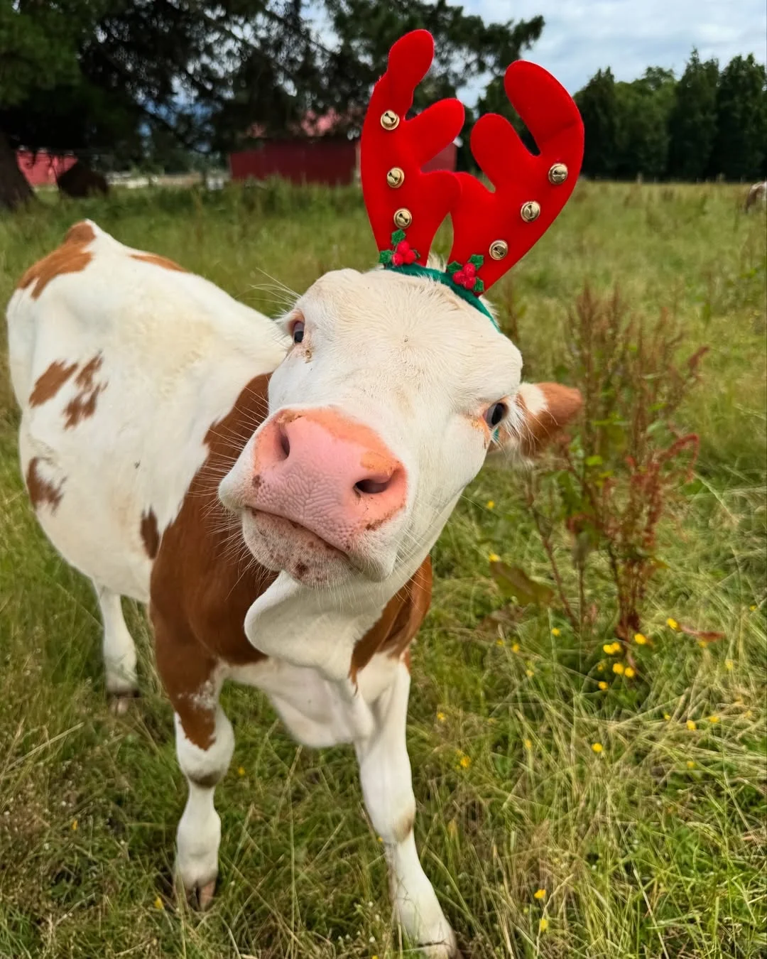 一群可爱的小牛牛?们的日常生活！