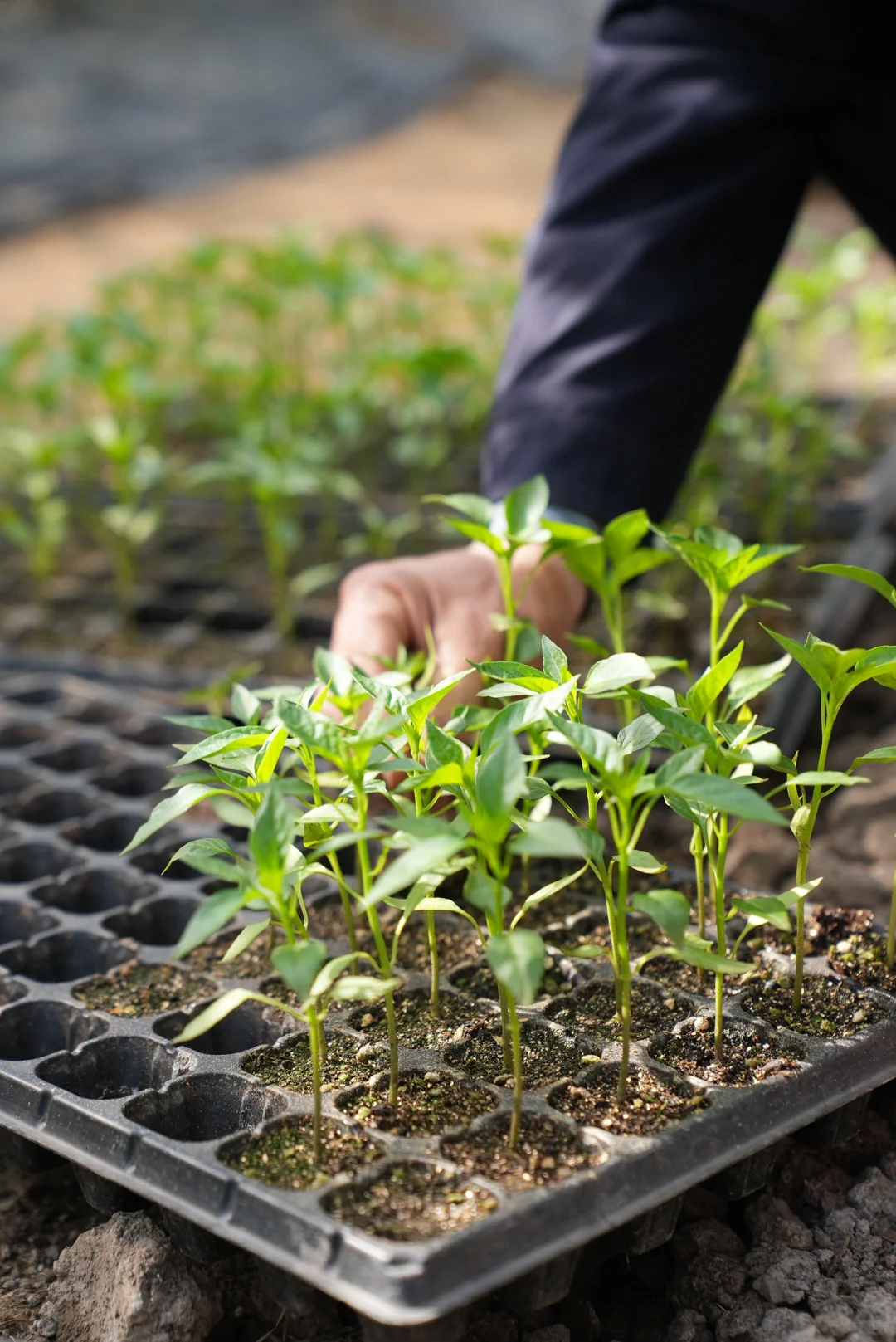 阳光洒进大棚的幸福感