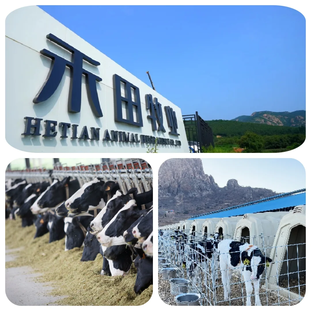 震撼！秦皇岛本地超大规模现代化智能牧场！