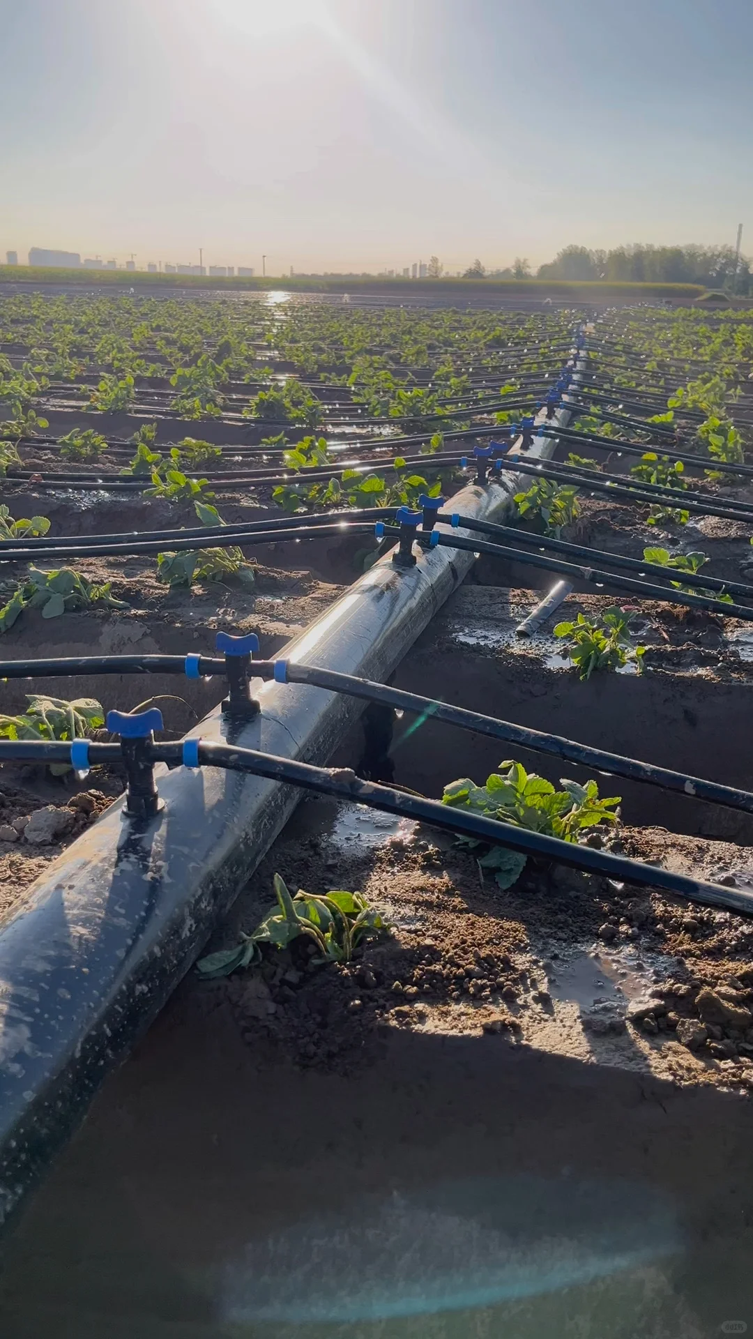 内镶式贴片滴灌带-农业灌溉的创新解决方案