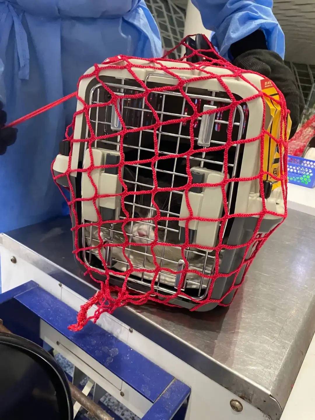 佳木斯宠物托运运输-飞机托运