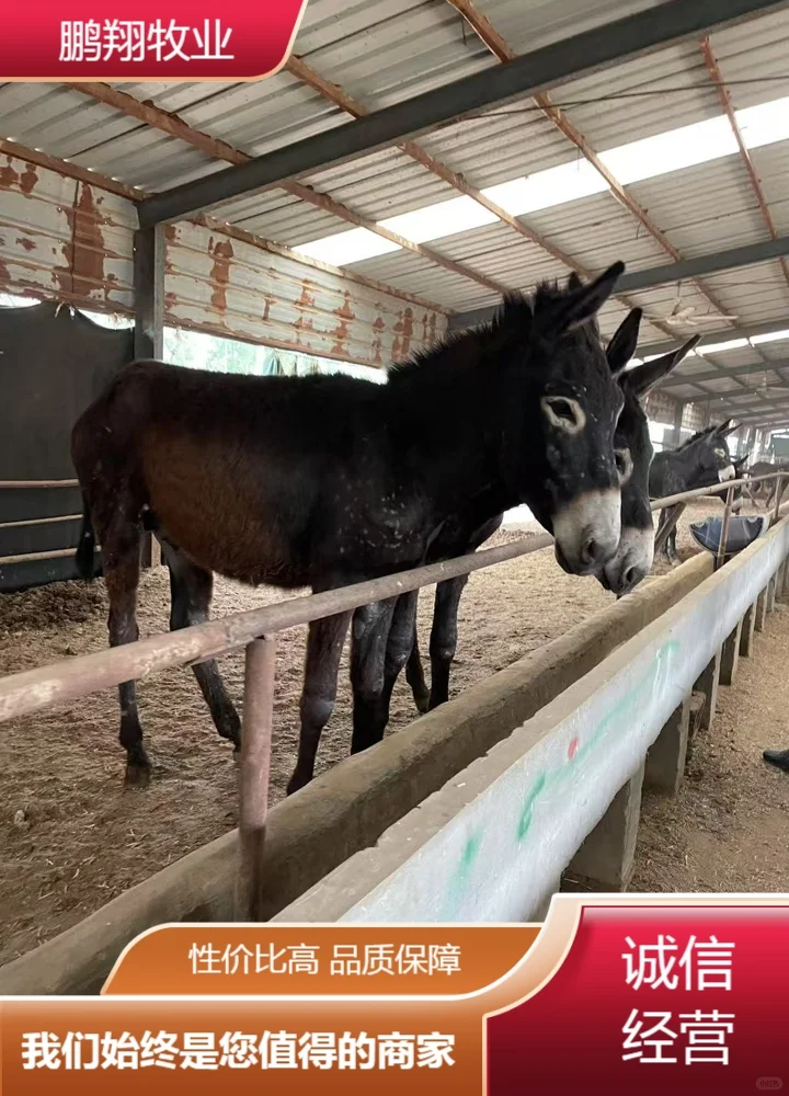 鹏翔牧业活毛驴