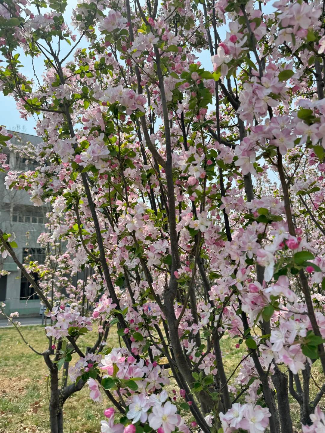 24级专升本到女院之图书馆打卡第?天