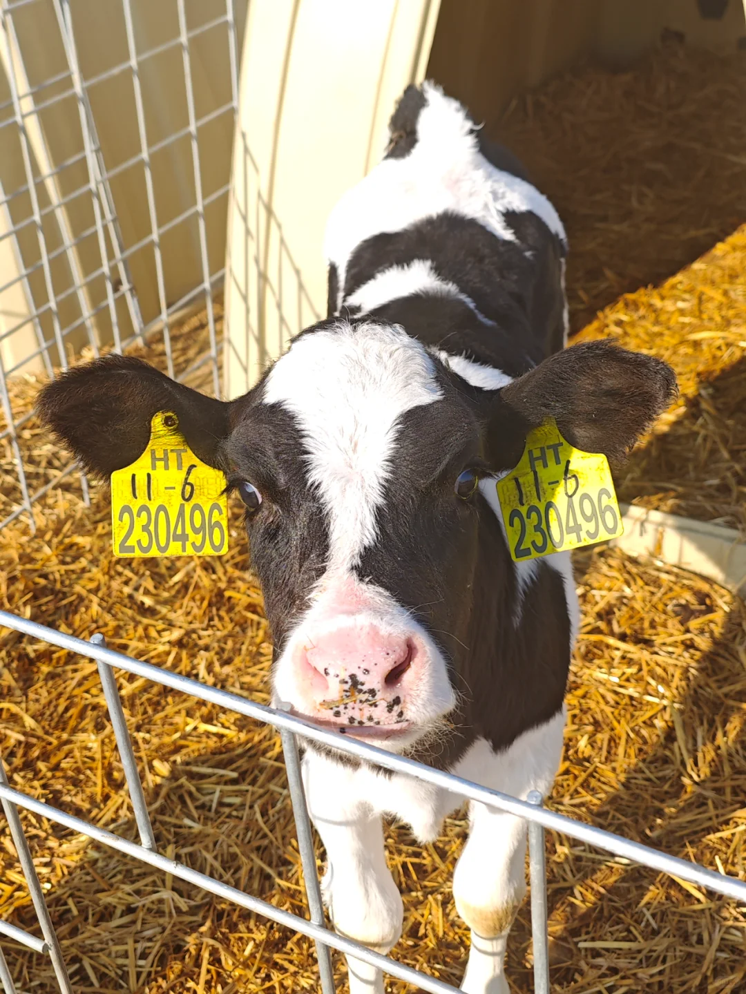 震撼！秦皇岛本地超大规模现代化智能牧场！