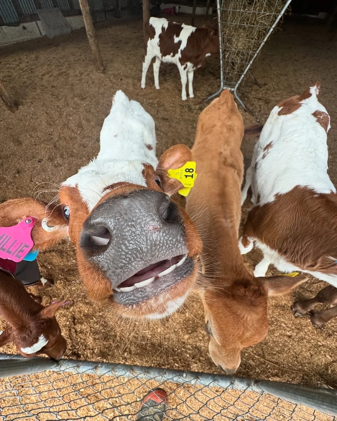 一群可爱的小牛牛?们的日常生活！