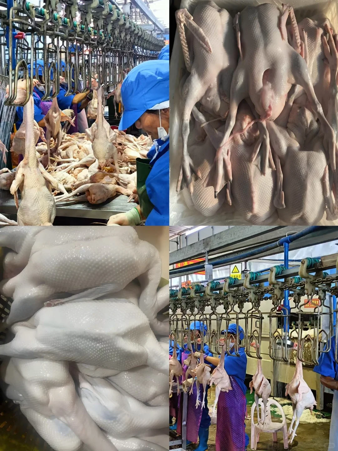 白莲鹅集团简介