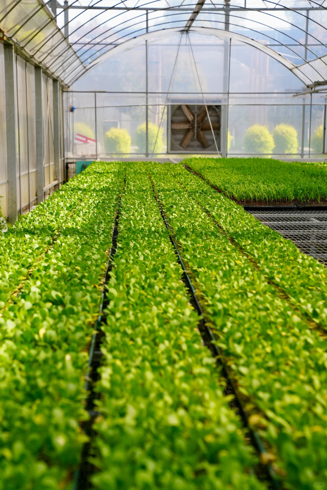 阳光洒进大棚的幸福感