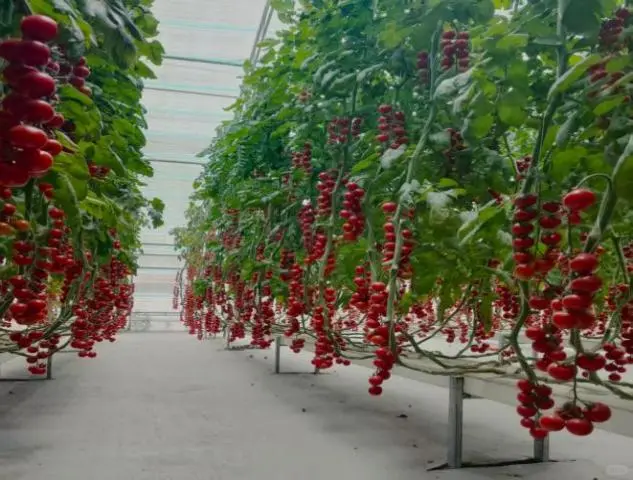 ?智慧农业工厂大揭秘！“未来种菜”模式