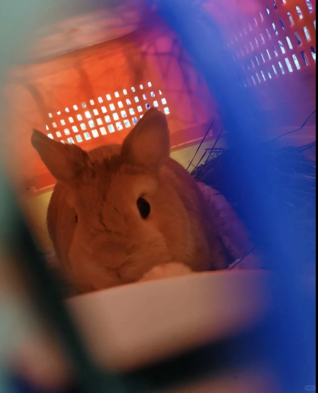 大兴机场宠物托运全过程 小兔坐飞机