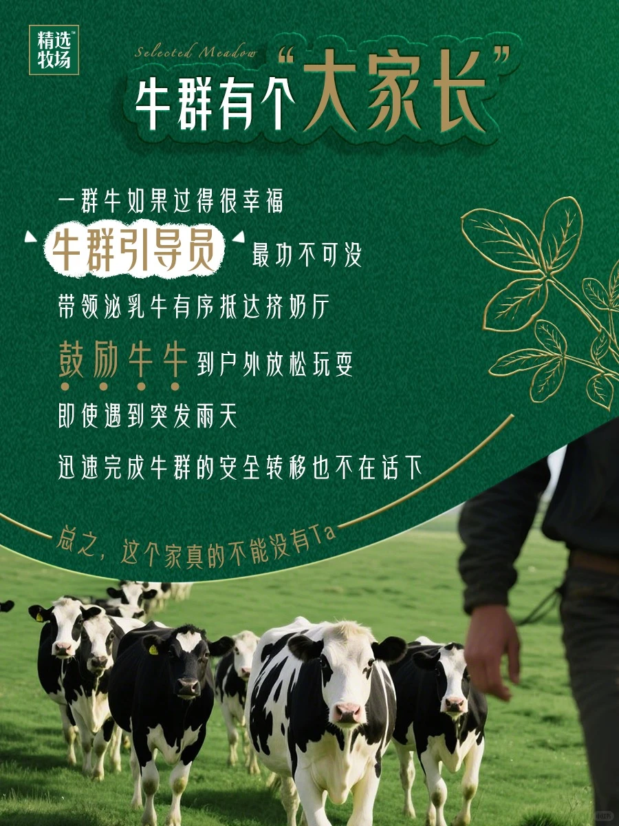 必须给这些牧场劳动者一个大大的赞！