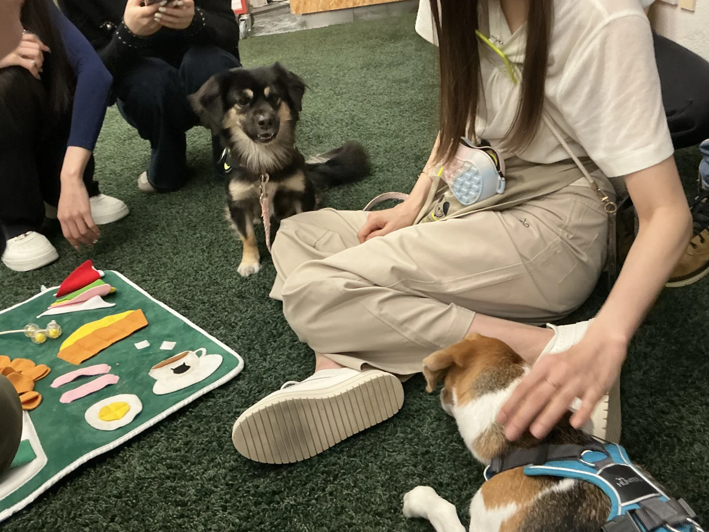 谁家图书馆可以撸小狗呀