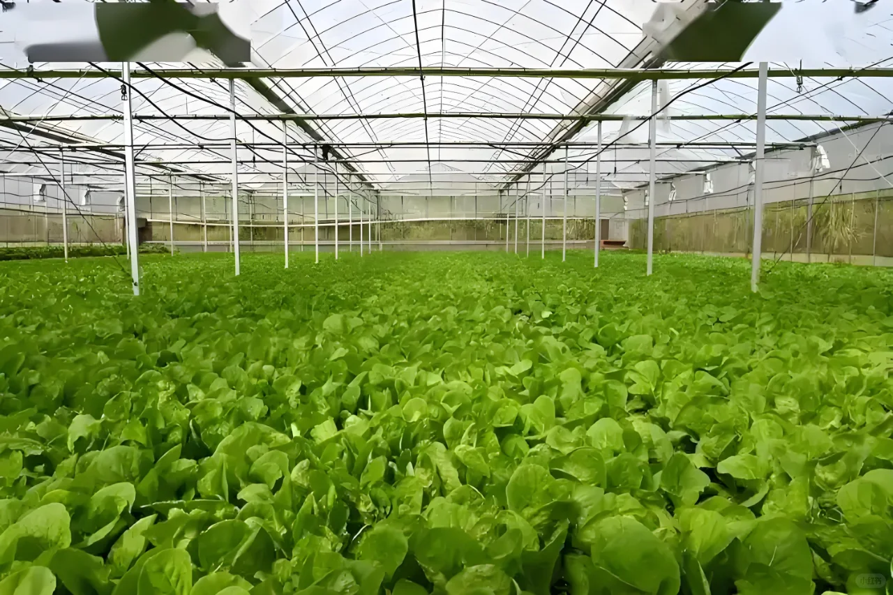 以净菜加工生产线设备为引擎，驱动乡村振兴