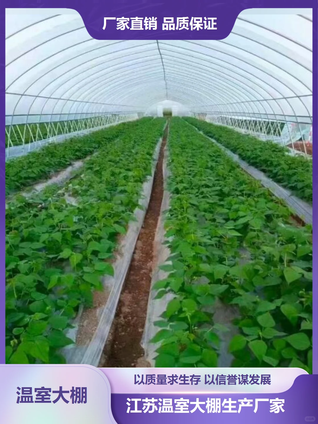 贵州西红柿大棚生产厂家