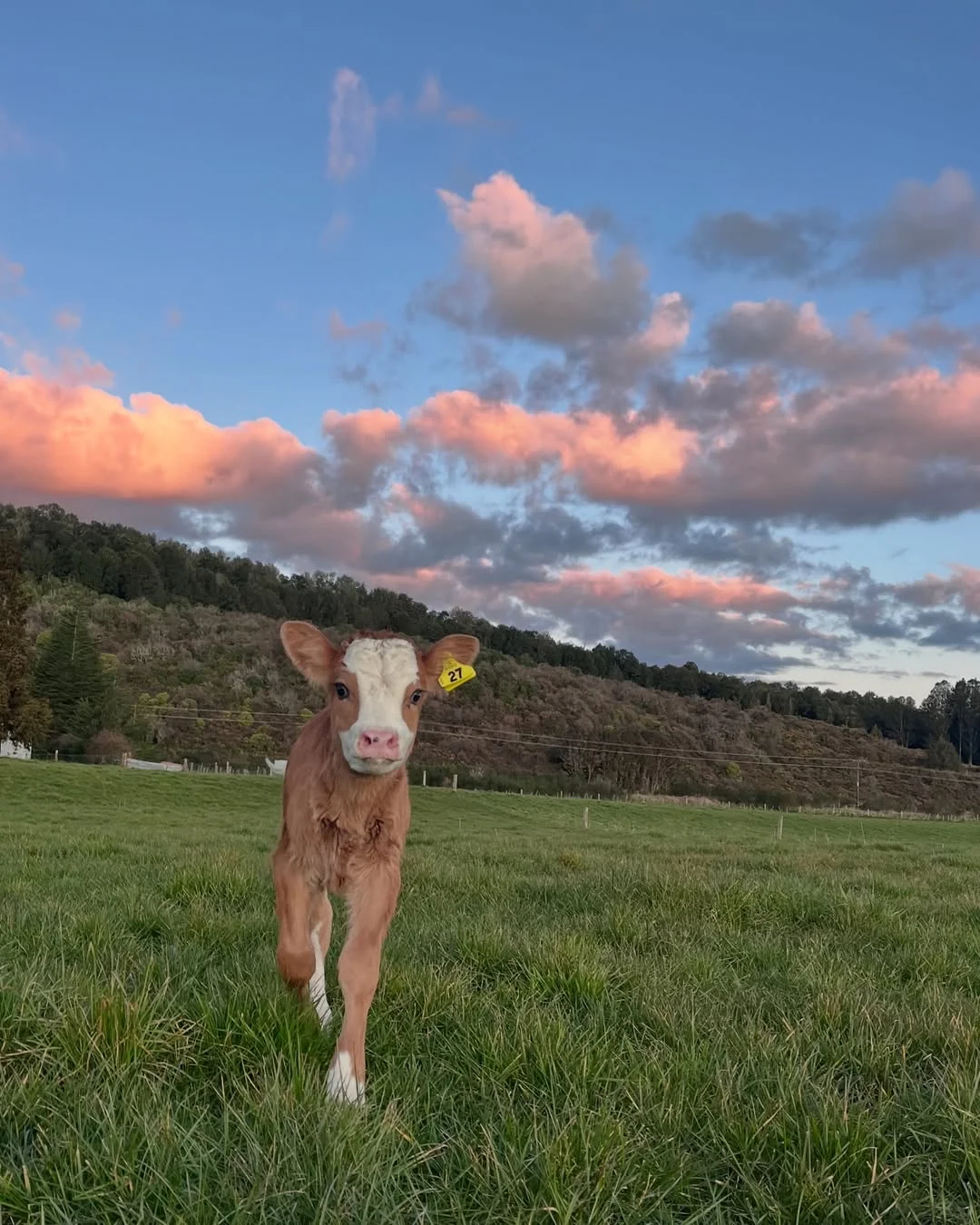 一群可爱的小牛牛?们的日常生活！