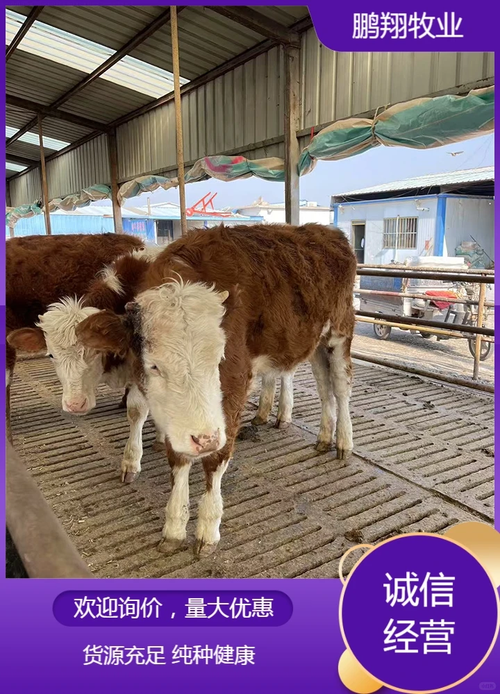 鹏翔牧业黄牛