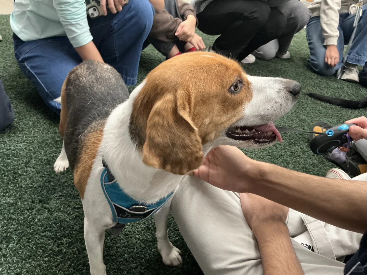 谁家图书馆可以撸小狗呀