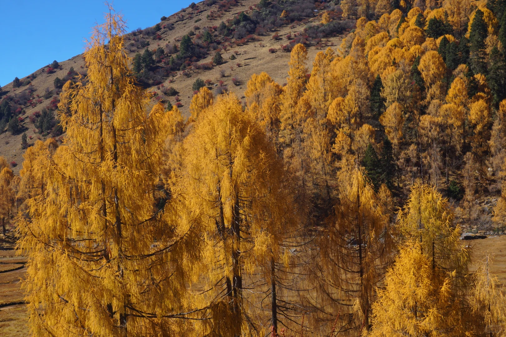 川西系列～小金～大坪牧业村～龙头滩