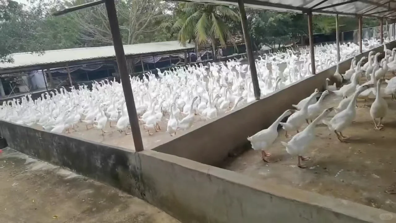 白莲鹅集团简介