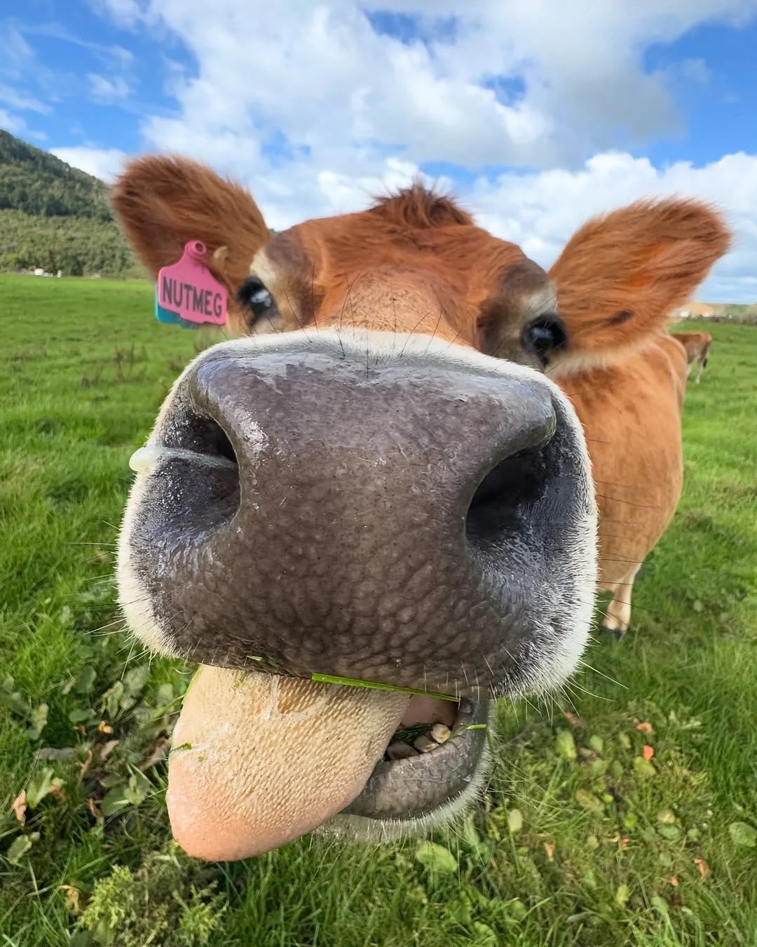 一群可爱的小牛牛?们的日常生活！