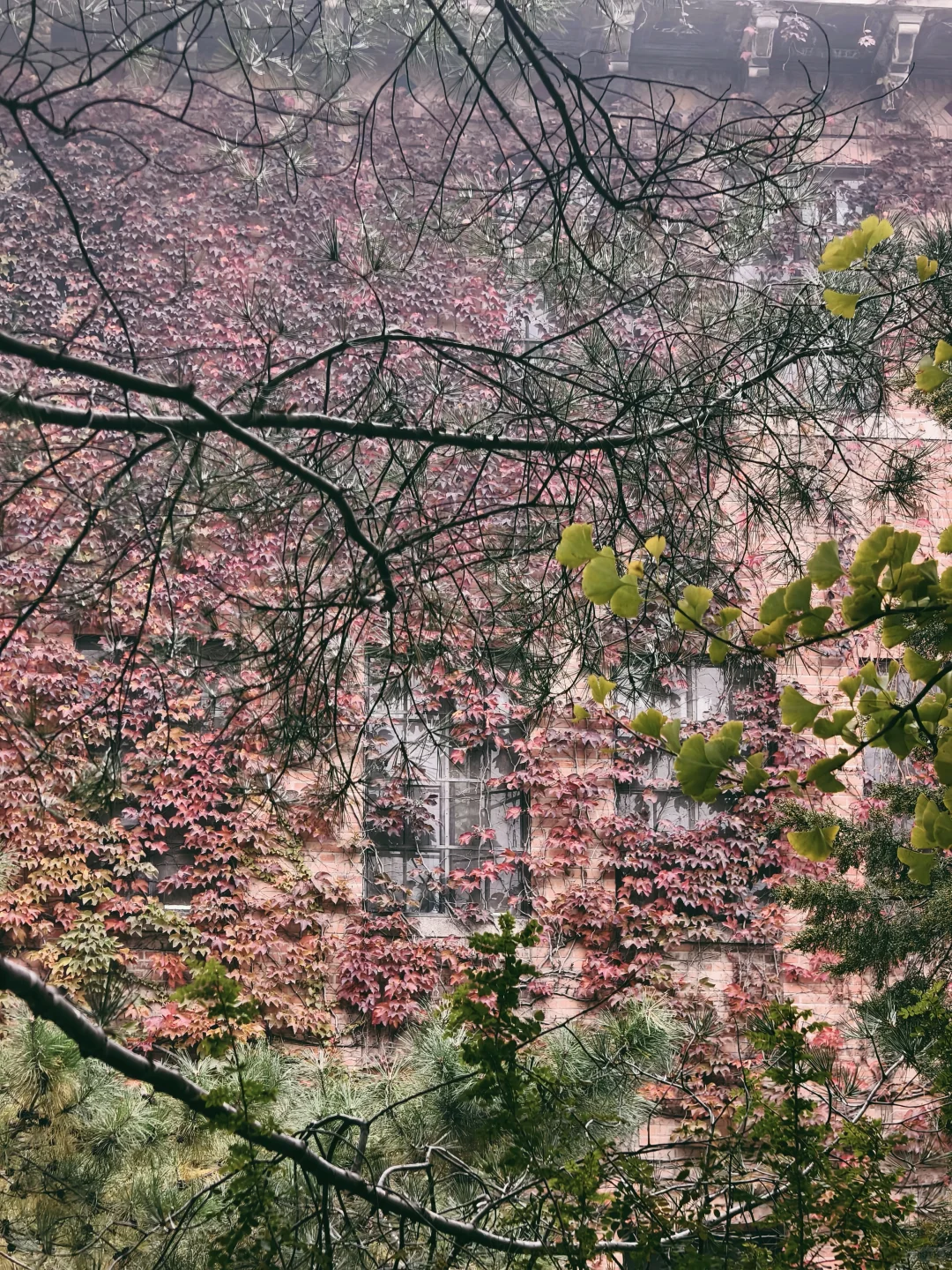 漫卷·象牙塔：清华大学 | 图书馆