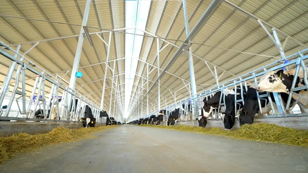 震撼！秦皇岛本地超大规模现代化智能牧场！
