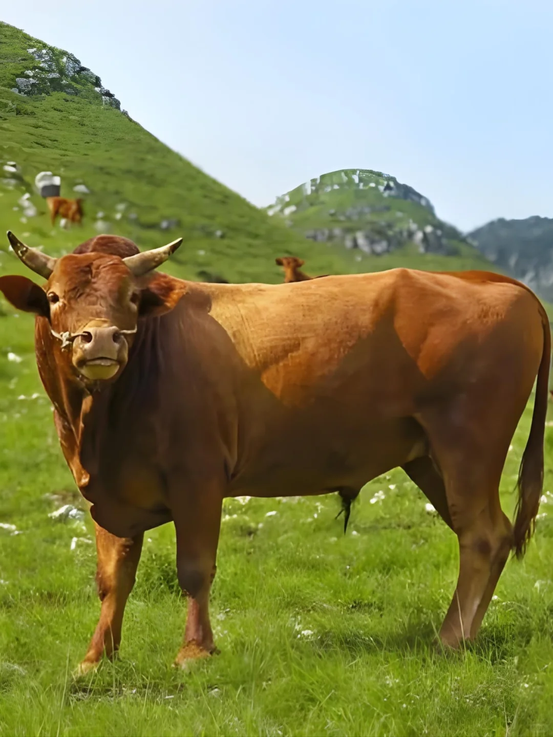 现在买到本土黄牛肉的概率还有多大?