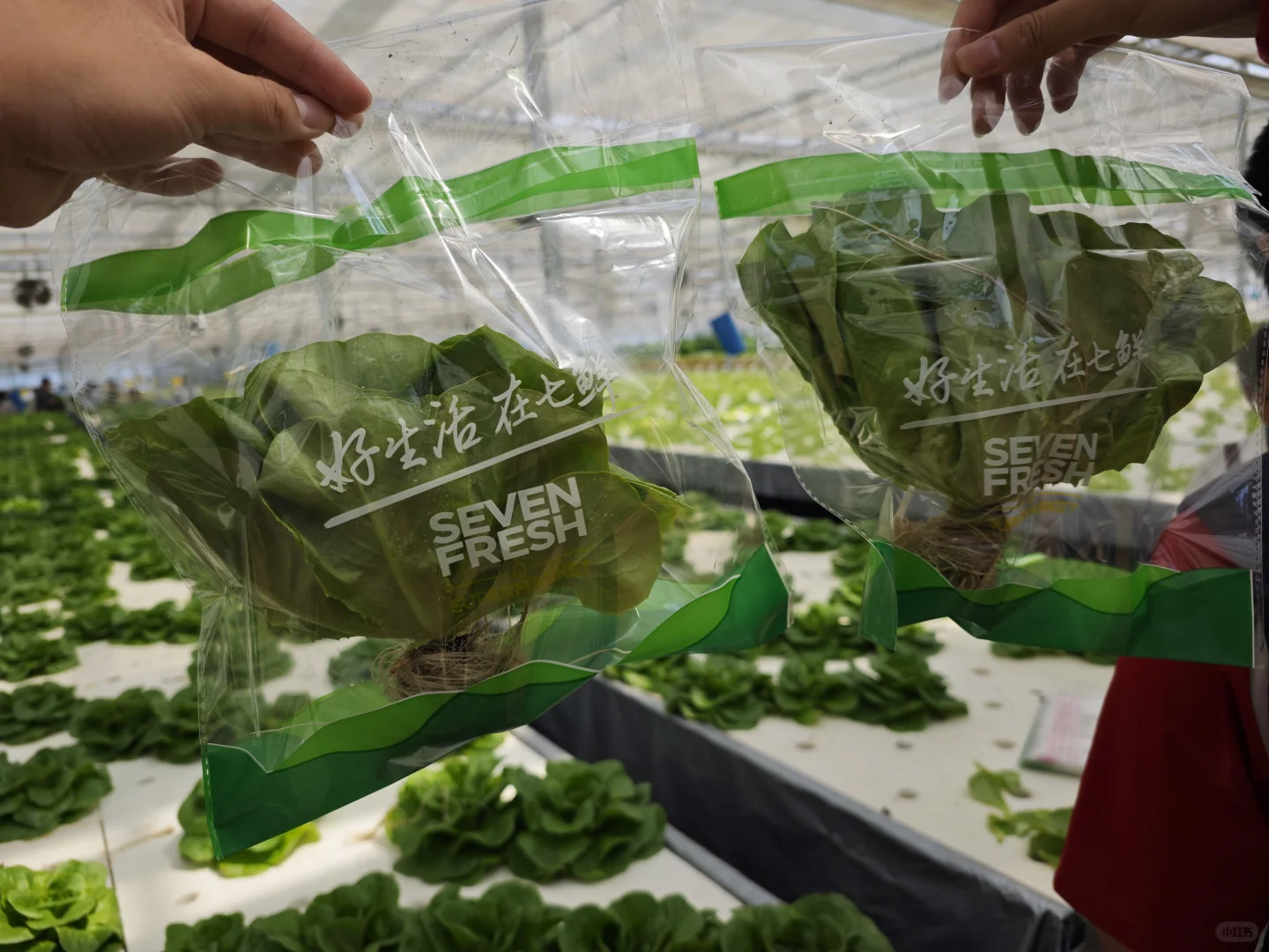 京东植物工厂参观:科技农业的硬核体验?